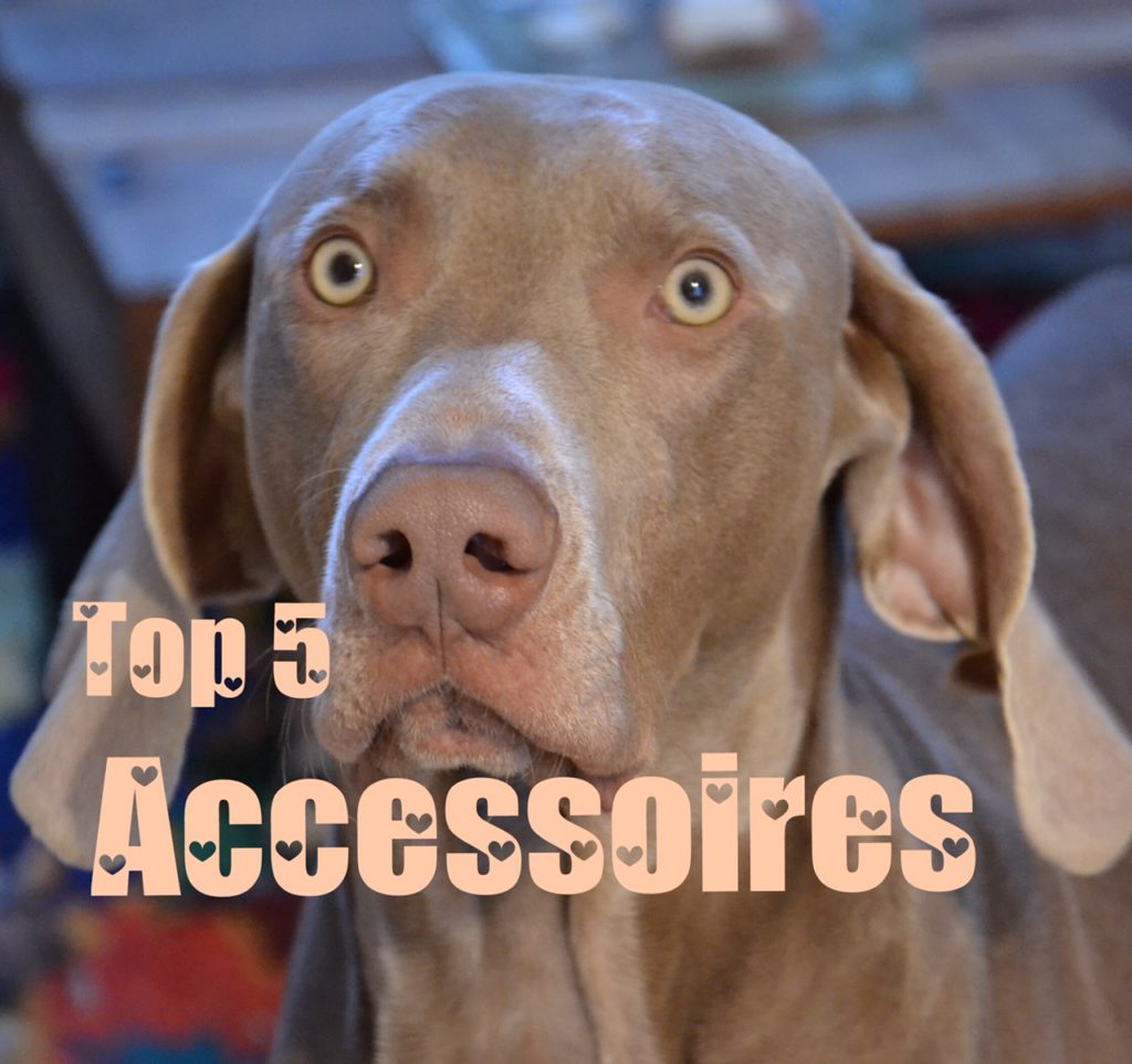 top 5 accessoires pour chien