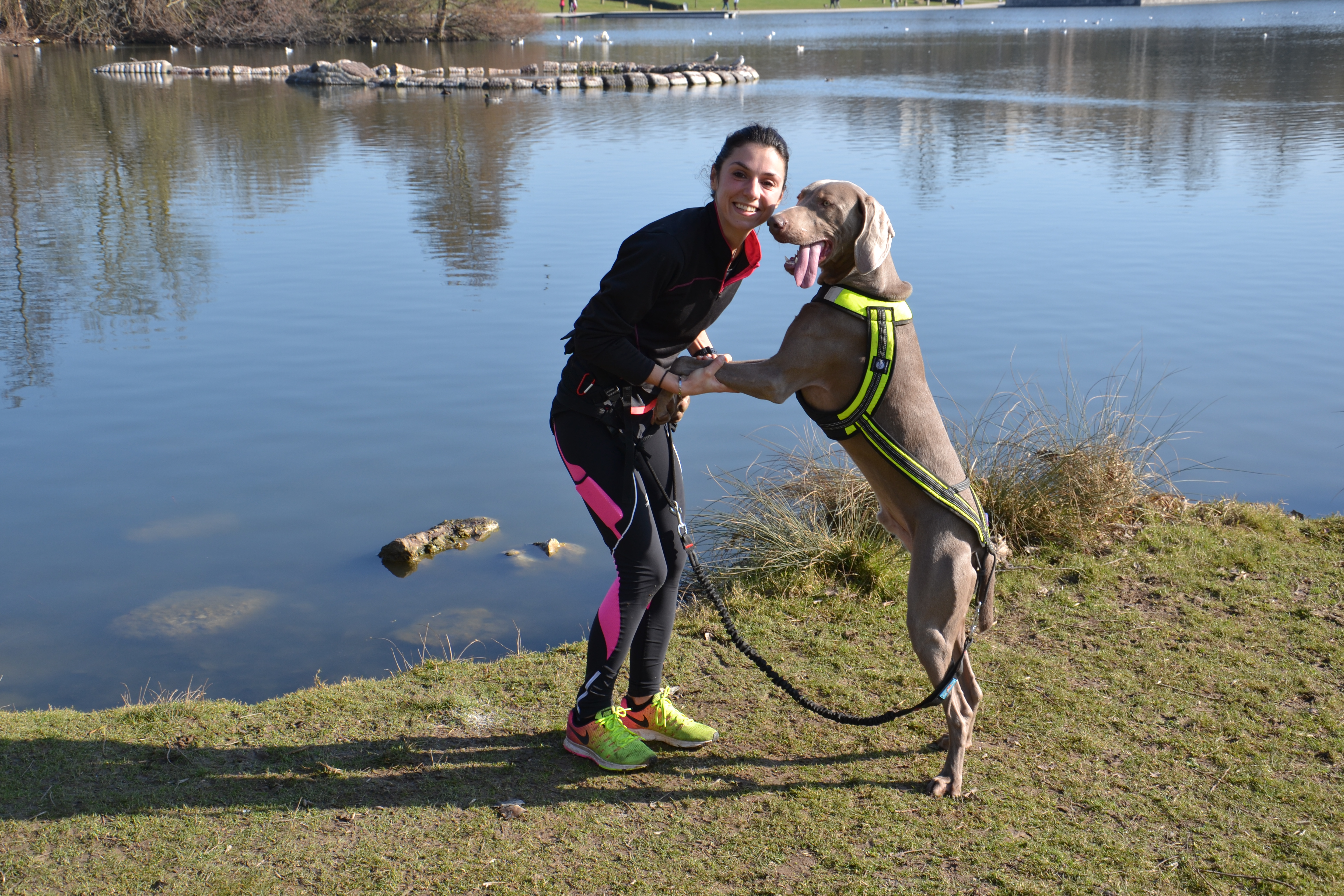 Canicross : comment faire du sport avec son chien ?, Animalerie