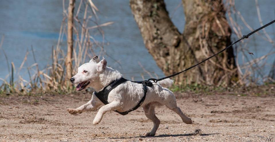 Canicross : les compétitions bientôt interdites aux petits chiens - Bête de  course